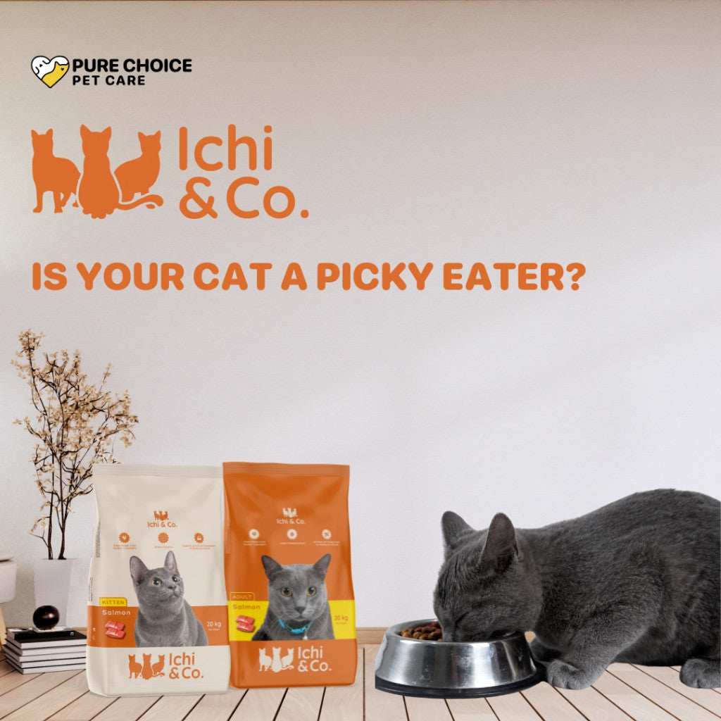 Ichi & Co Cat Cat Food Salmon 20kg image 3