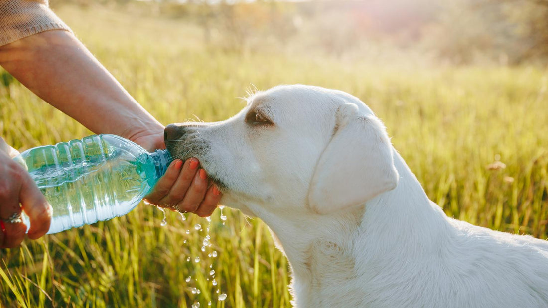 Hydration for Pets on Dry Food Diet