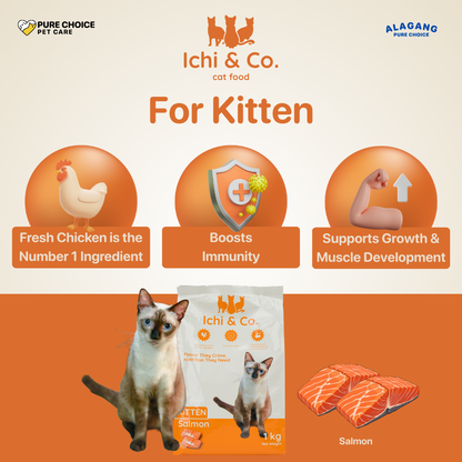 Ichi & Co Kitten Dry Cat Food Salmon 1kg - Bundle of 12