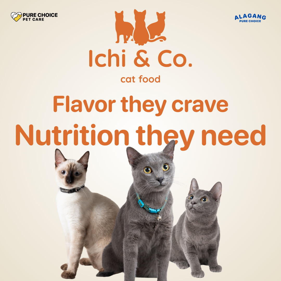 Ichi & Co. Dry Cat Food  Salmon Flavor 1kg - Bundle of 2 Packs