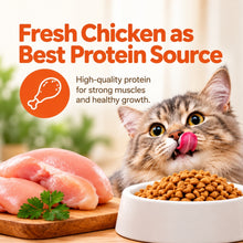 Dry Cat Food Salmon Flavor 20kg (Adult & Kitten) - Bundle of 2